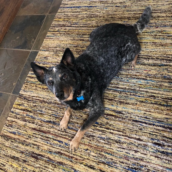 Meet your Posher, Rylee - Picture 1 of 1